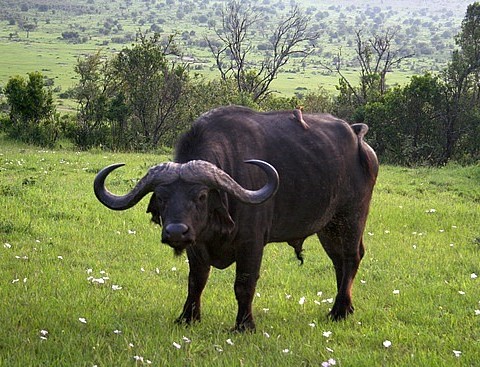 Overcoming Buffaloes